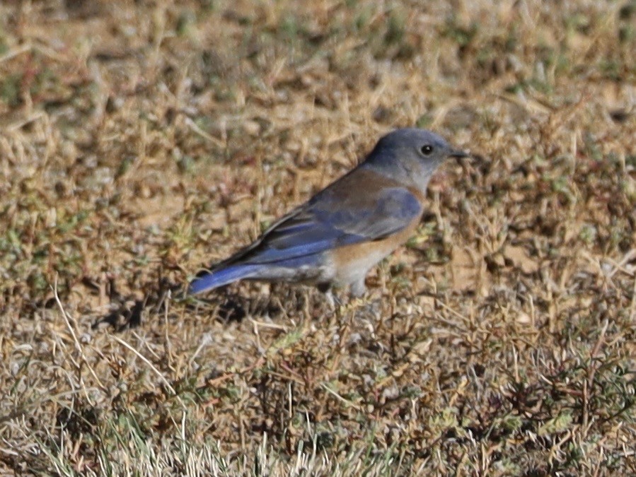Western Bluebird - ML642927663