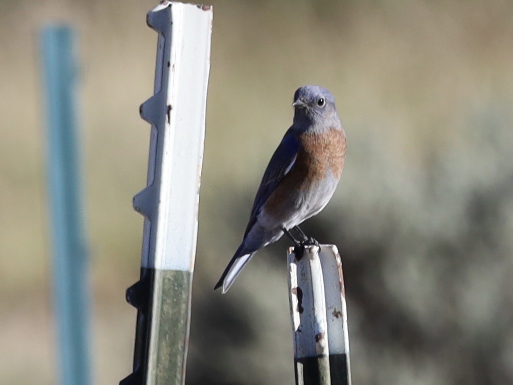 Western Bluebird - ML642927676