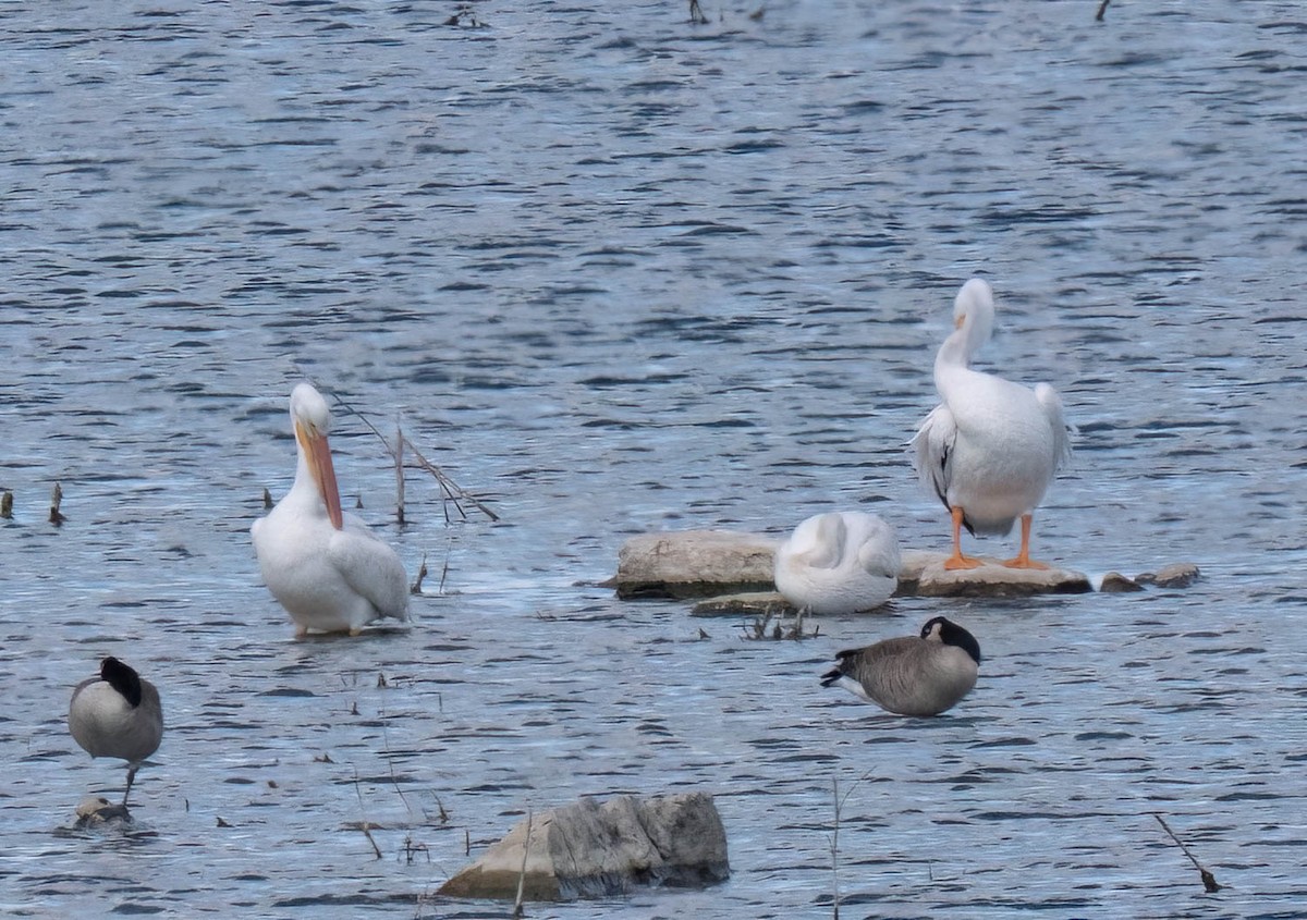 American White Pelican - ML642927690