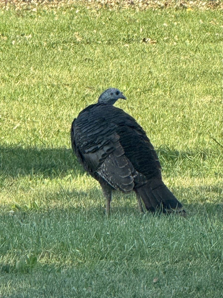 Wild Turkey - ML642927699