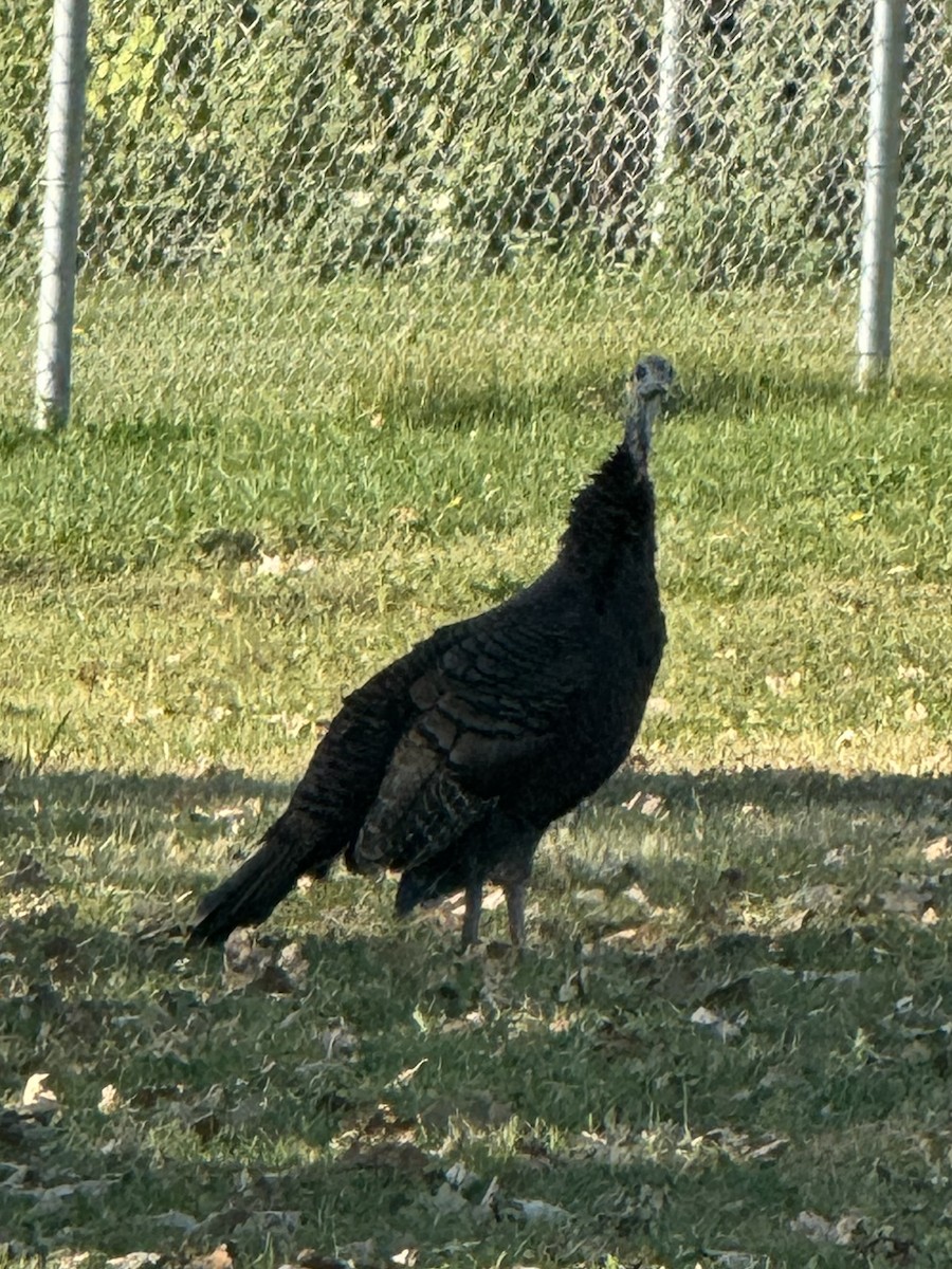 Wild Turkey - ML642927700
