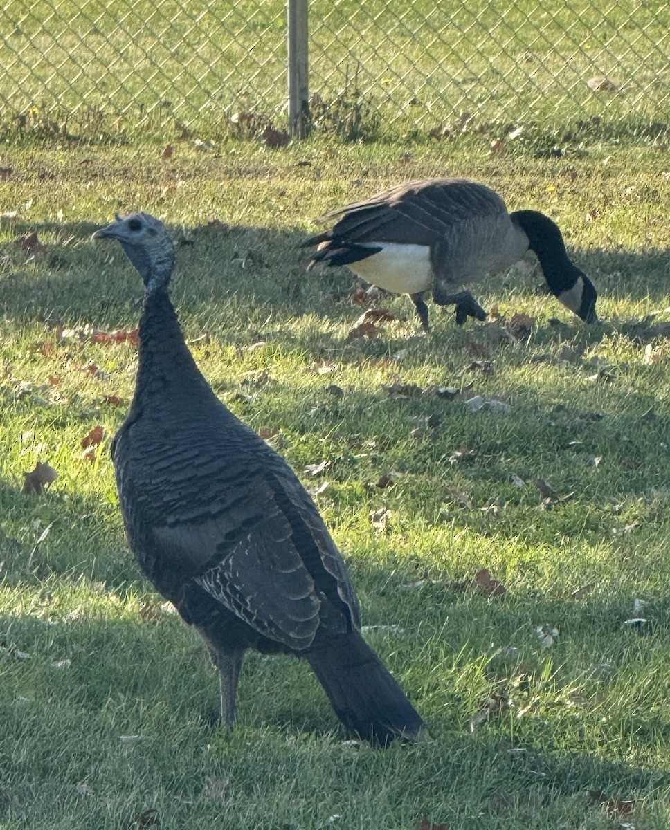 Wild Turkey - ML642927702