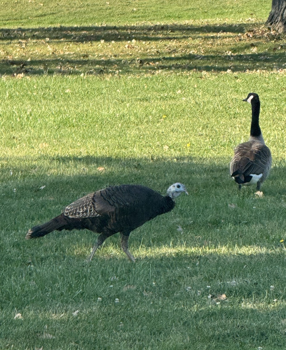 Wild Turkey - ML642927703