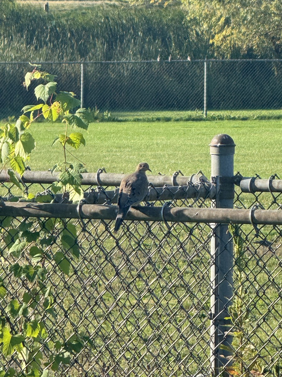Mourning Dove - ML642927722