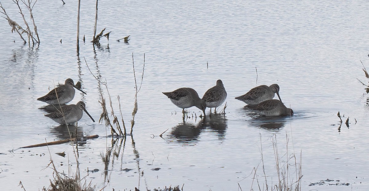 Long-billed Dowitcher - ML642927734