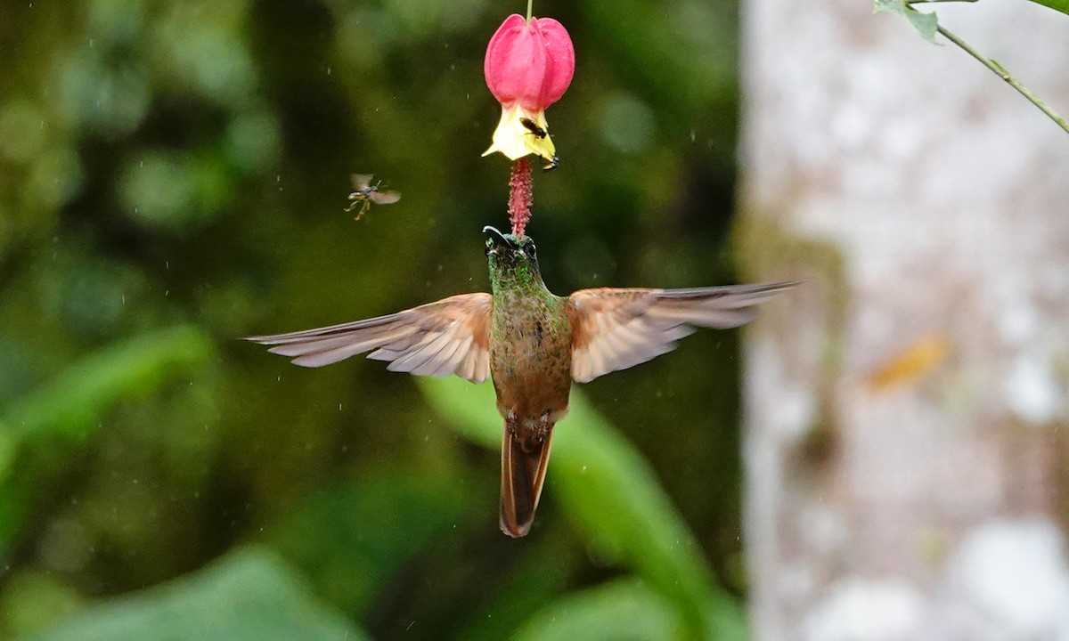 Fawn-breasted Brilliant - ML642927745