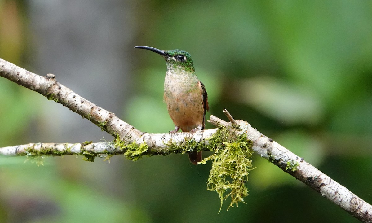 Fawn-breasted Brilliant - ML642927746