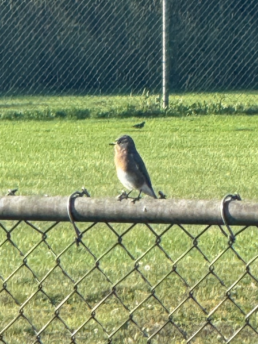 Eastern Bluebird - ML642927767