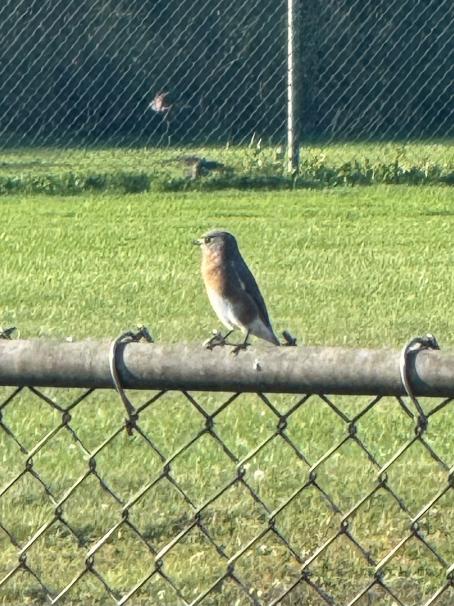 Eastern Bluebird - ML642927768