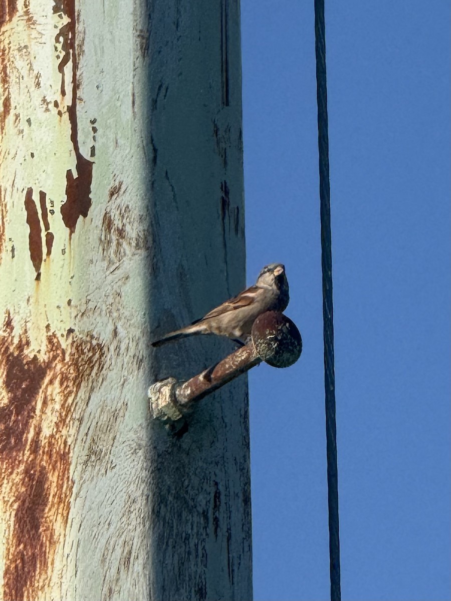 House Sparrow - ML642927774