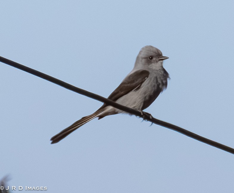Shear-tailed Gray Tyrant - ML642927780