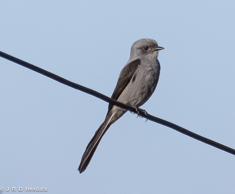 Shear-tailed Gray Tyrant - ML642927781