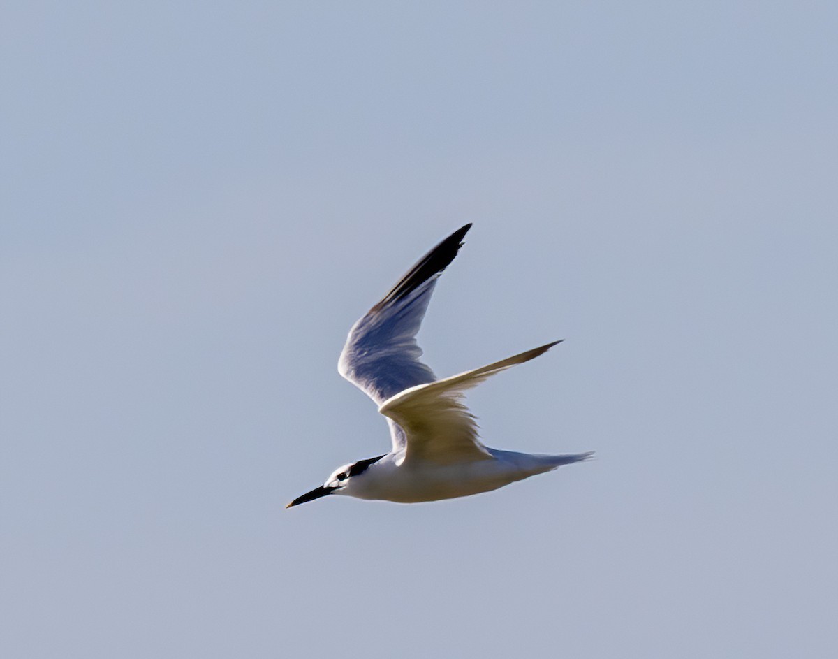 Sandwich Tern - ML642927792