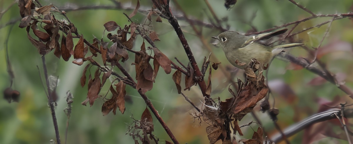 Ruby-crowned Kinglet - ML642927798