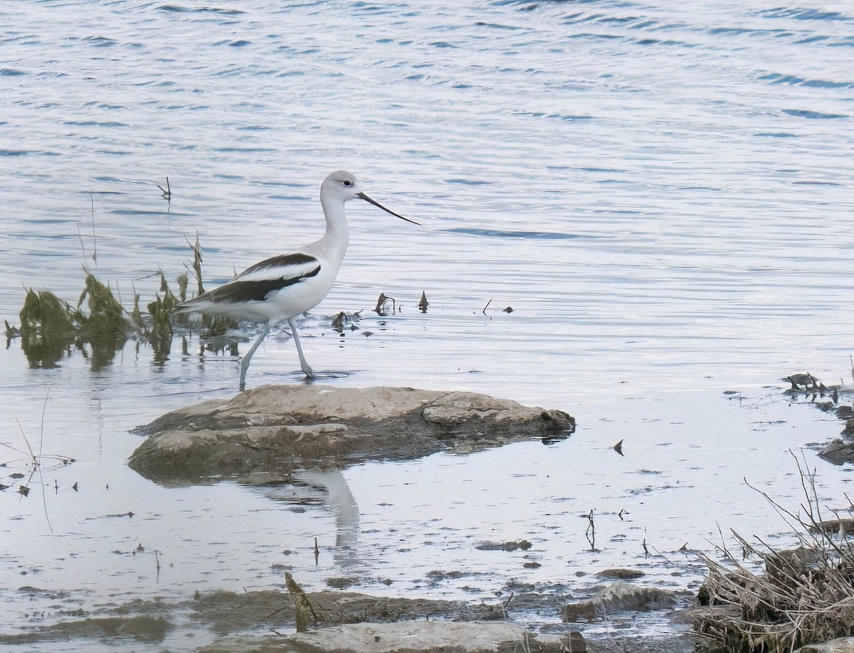 American Avocet - ML642927838