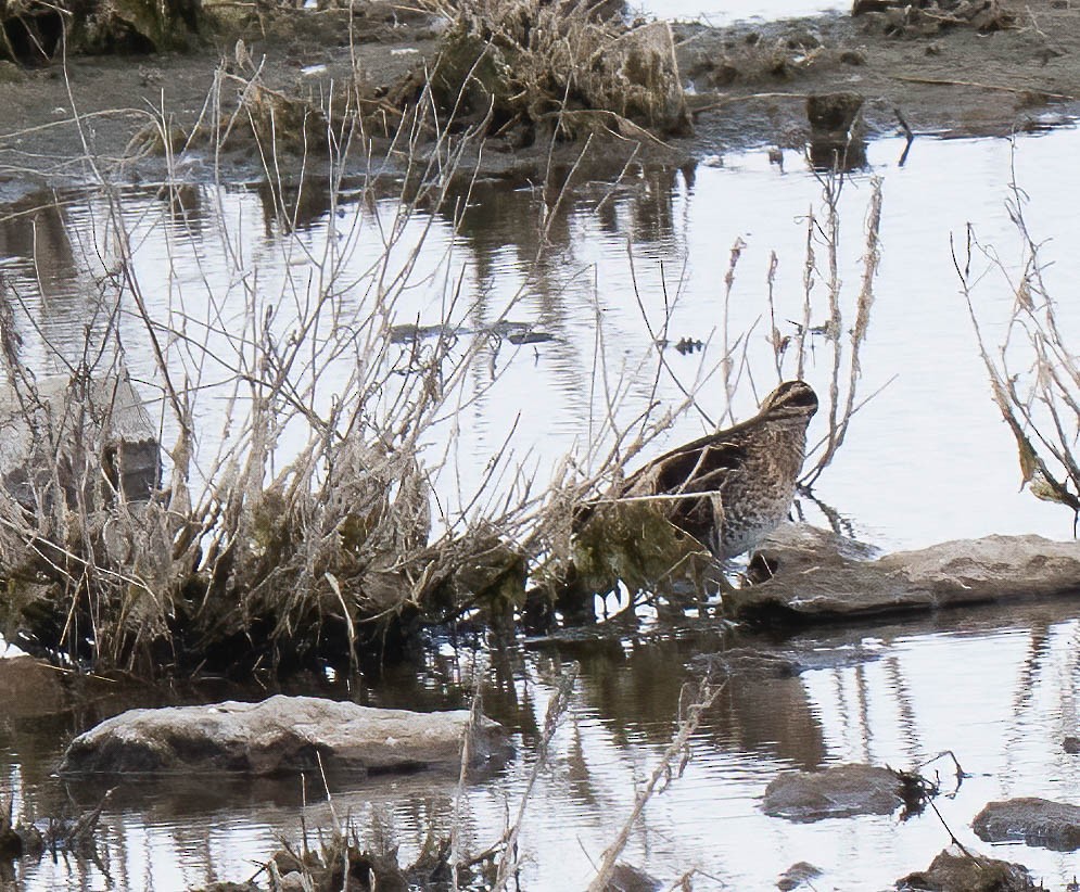 Wilson's Snipe - ML642927845