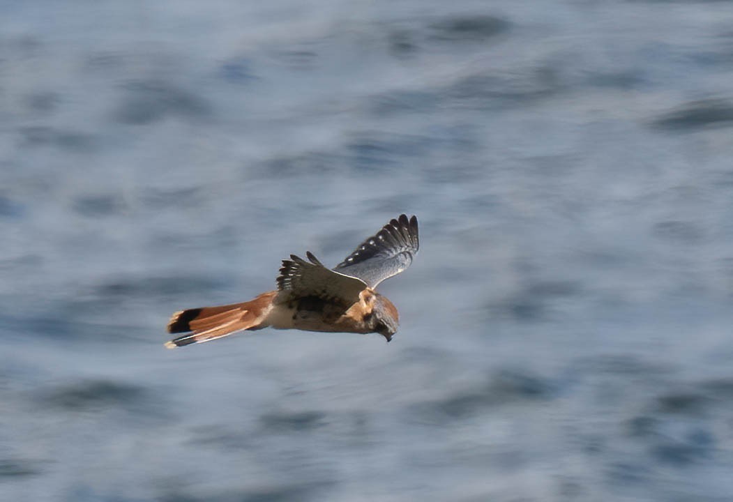 American Kestrel - ML642927865