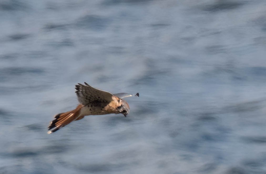 American Kestrel - ML642927868