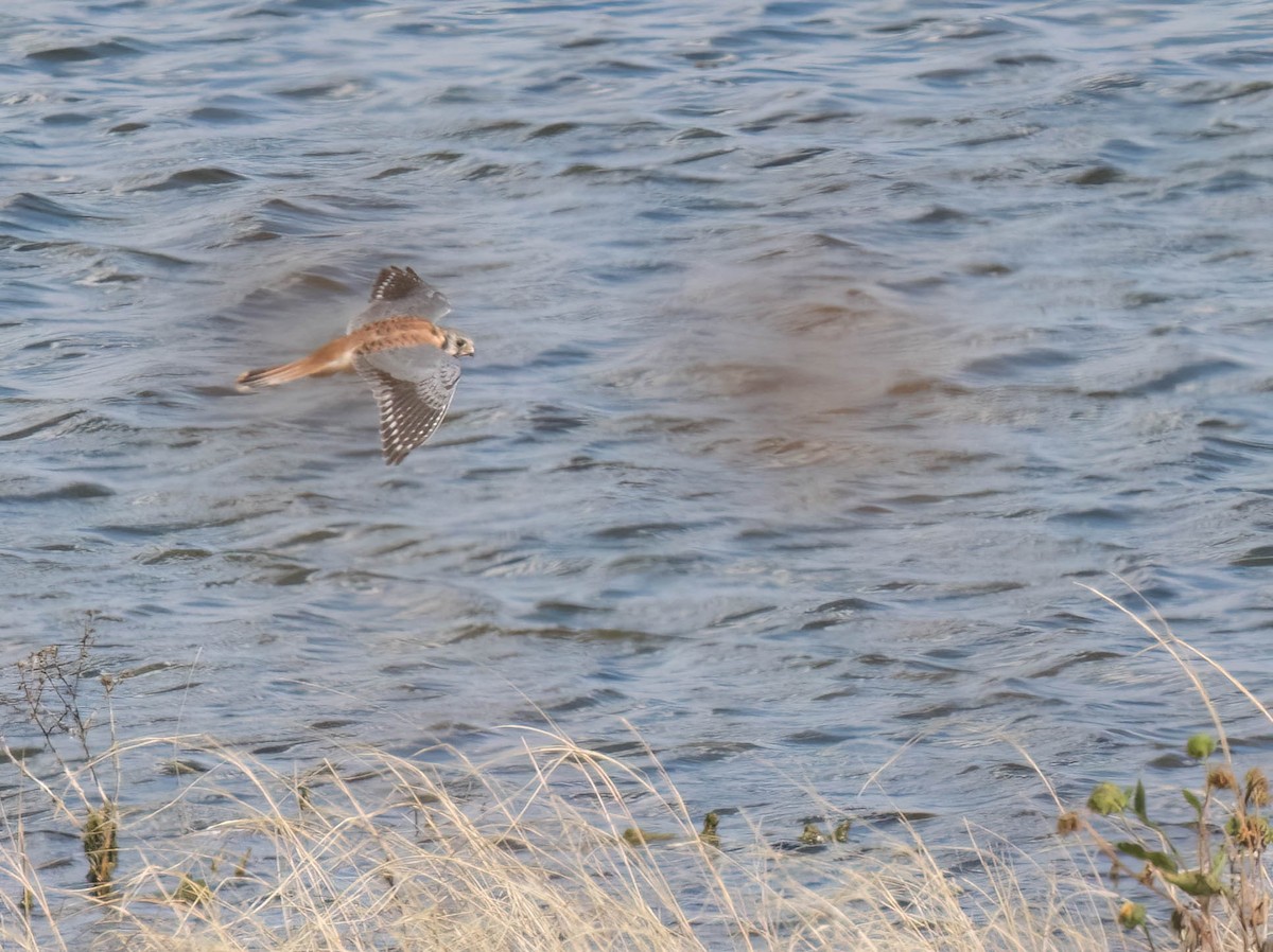 American Kestrel - ML642927870