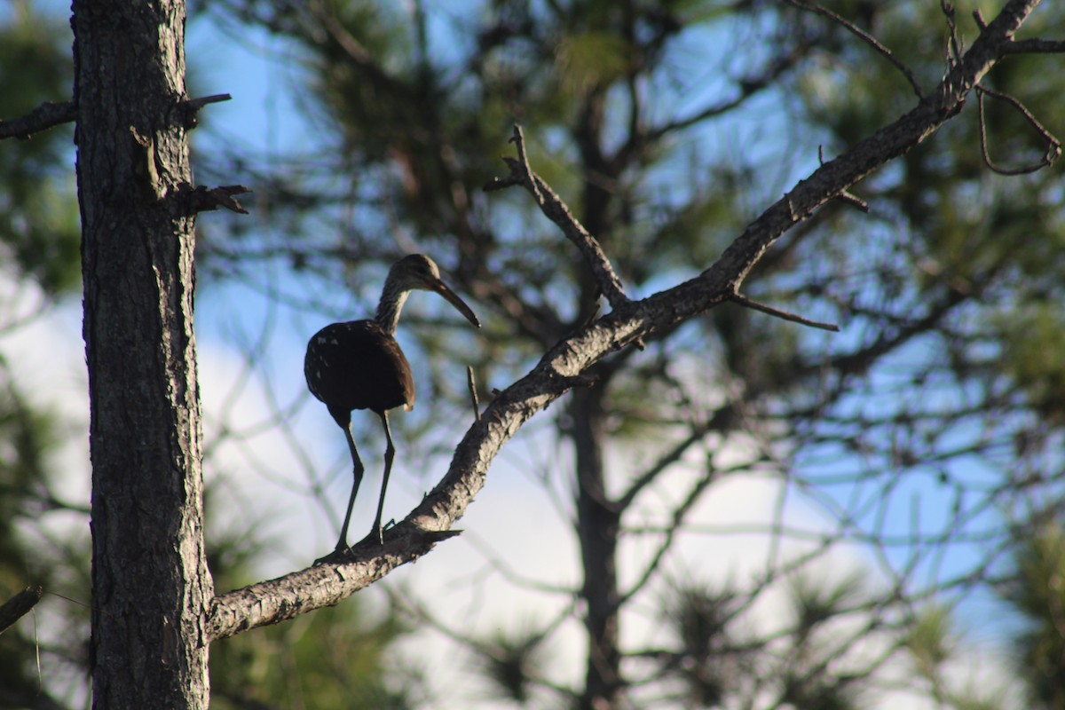 Limpkin - ML642927881