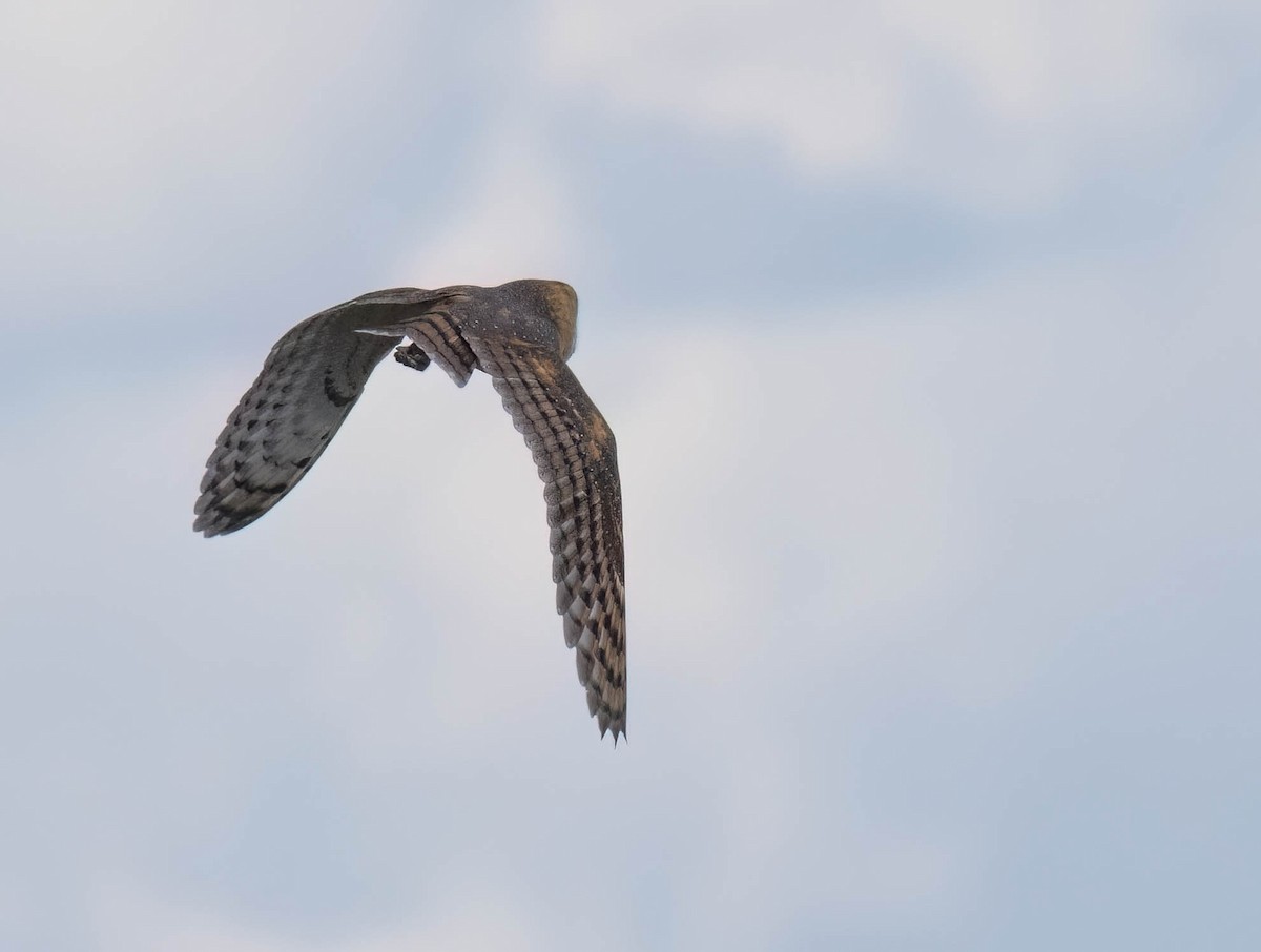 American Barn Owl - ML642927882