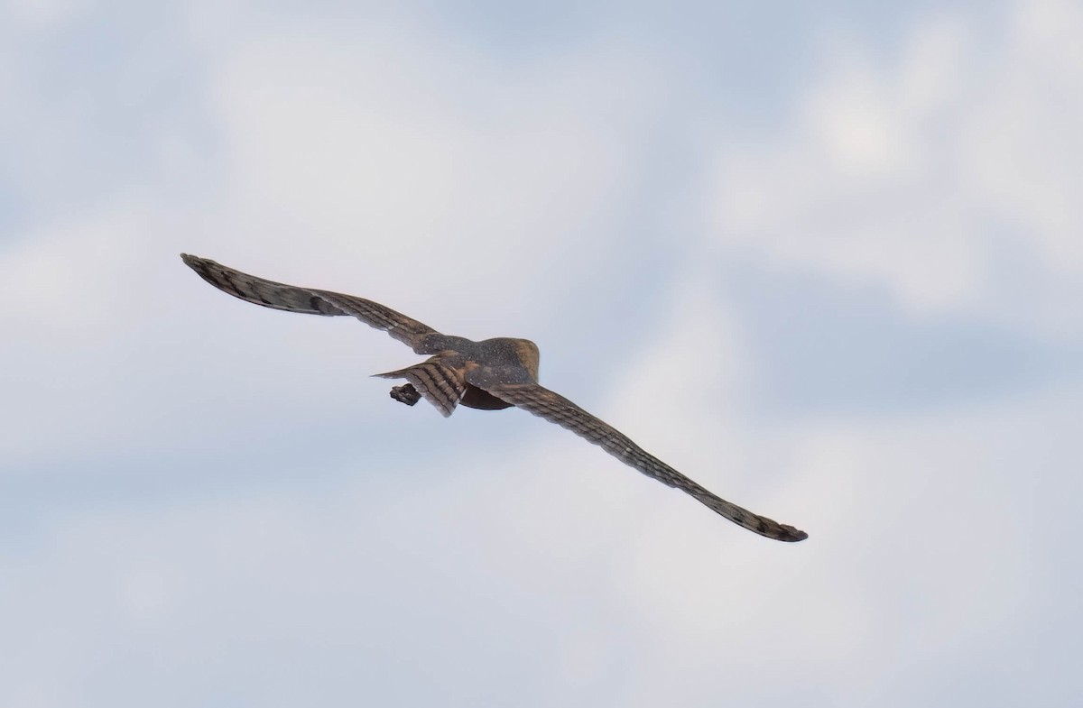 American Barn Owl - ML642927903