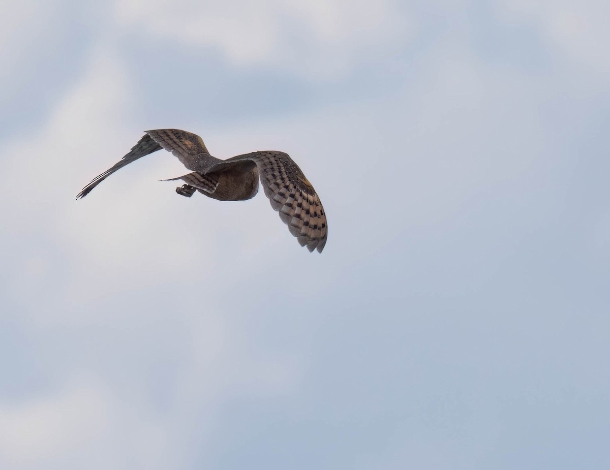 American Barn Owl - ML642927904
