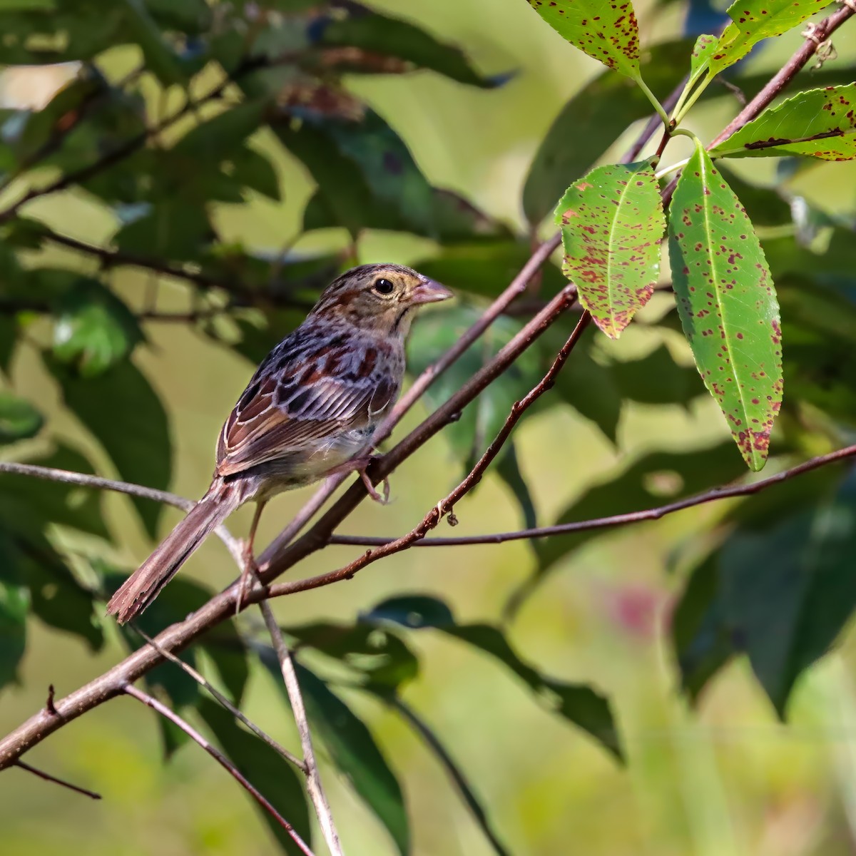 Bachman's Sparrow - ML642927907