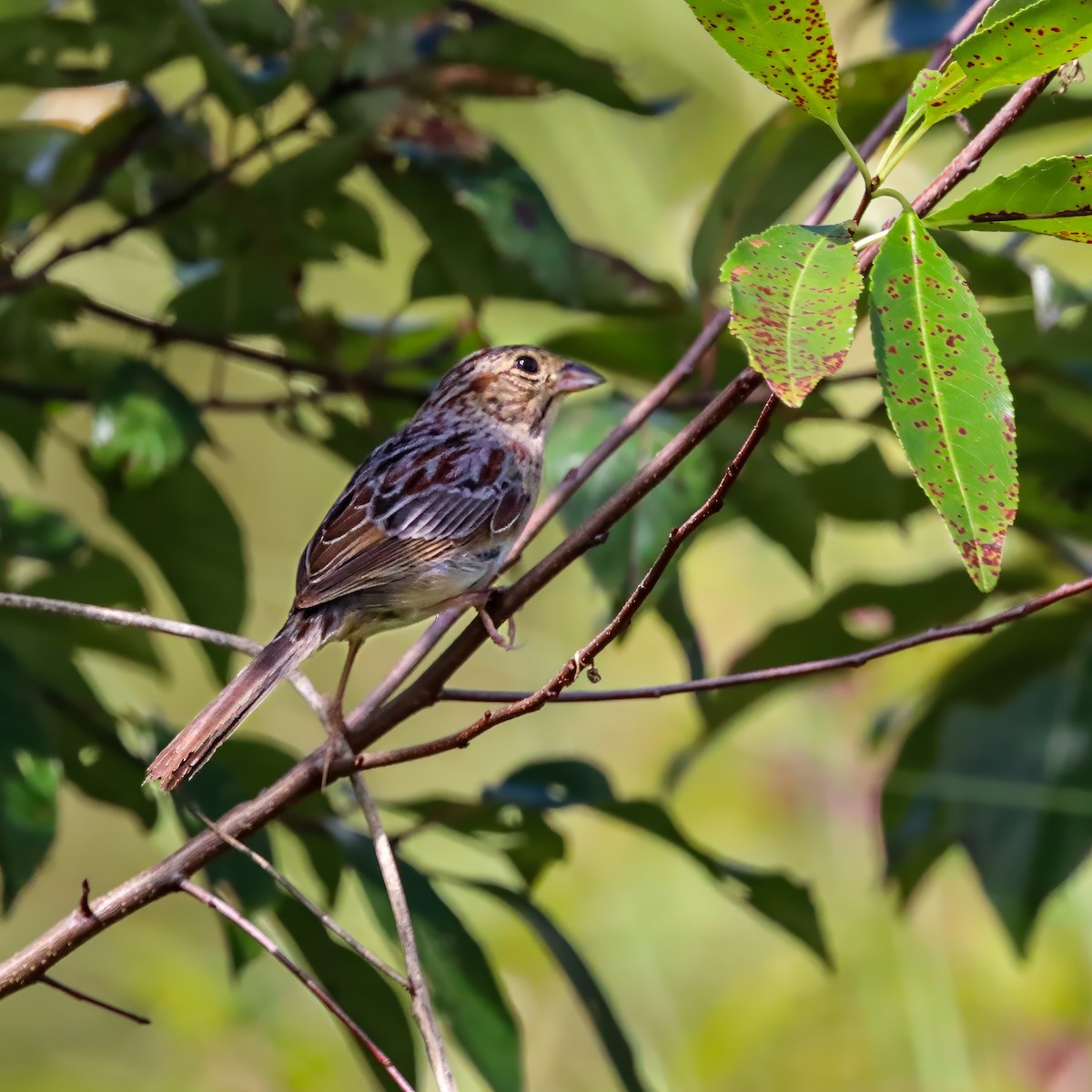 Bachman's Sparrow - ML642927909