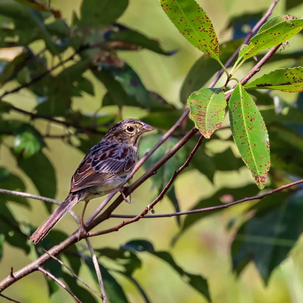 Bachman's Sparrow - ML642927910