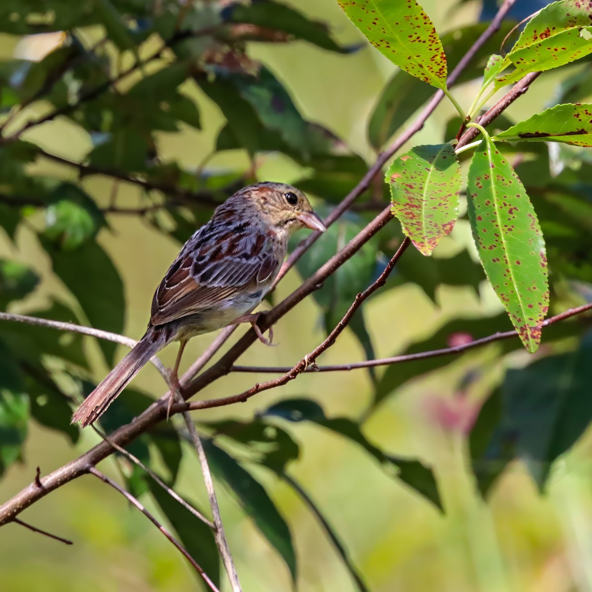 Bachman's Sparrow - ML642927911