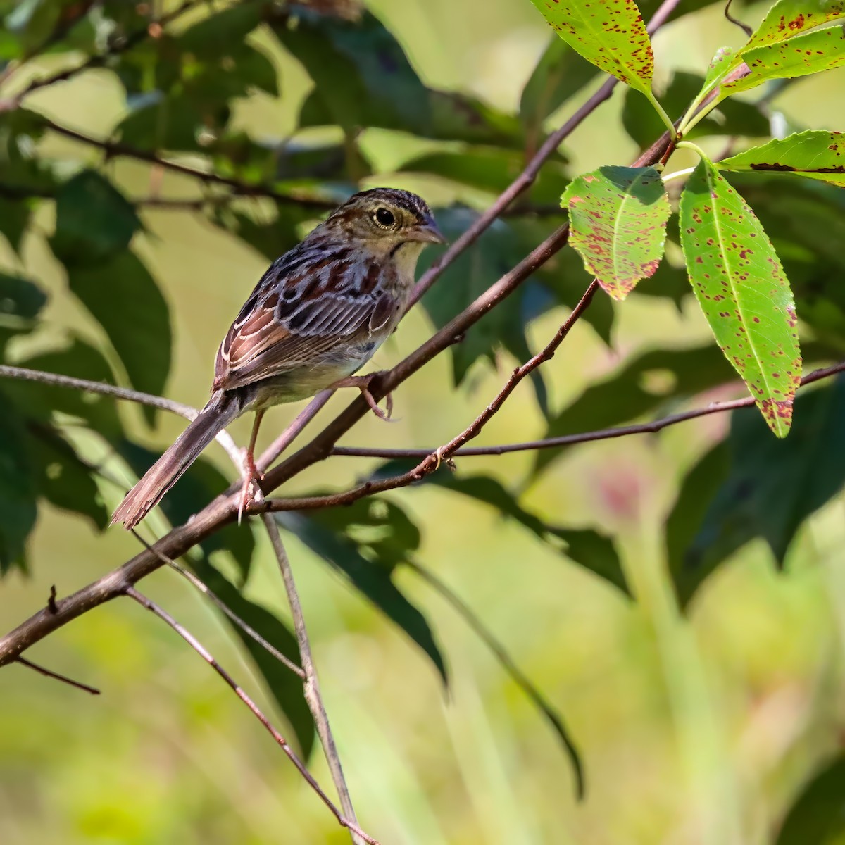 Bachman's Sparrow - ML642927915