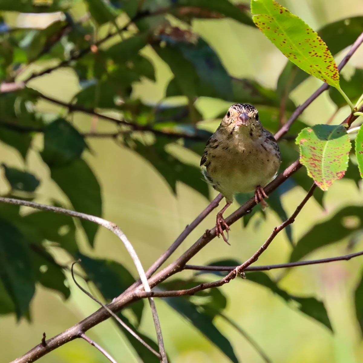 Bachman's Sparrow - ML642927916