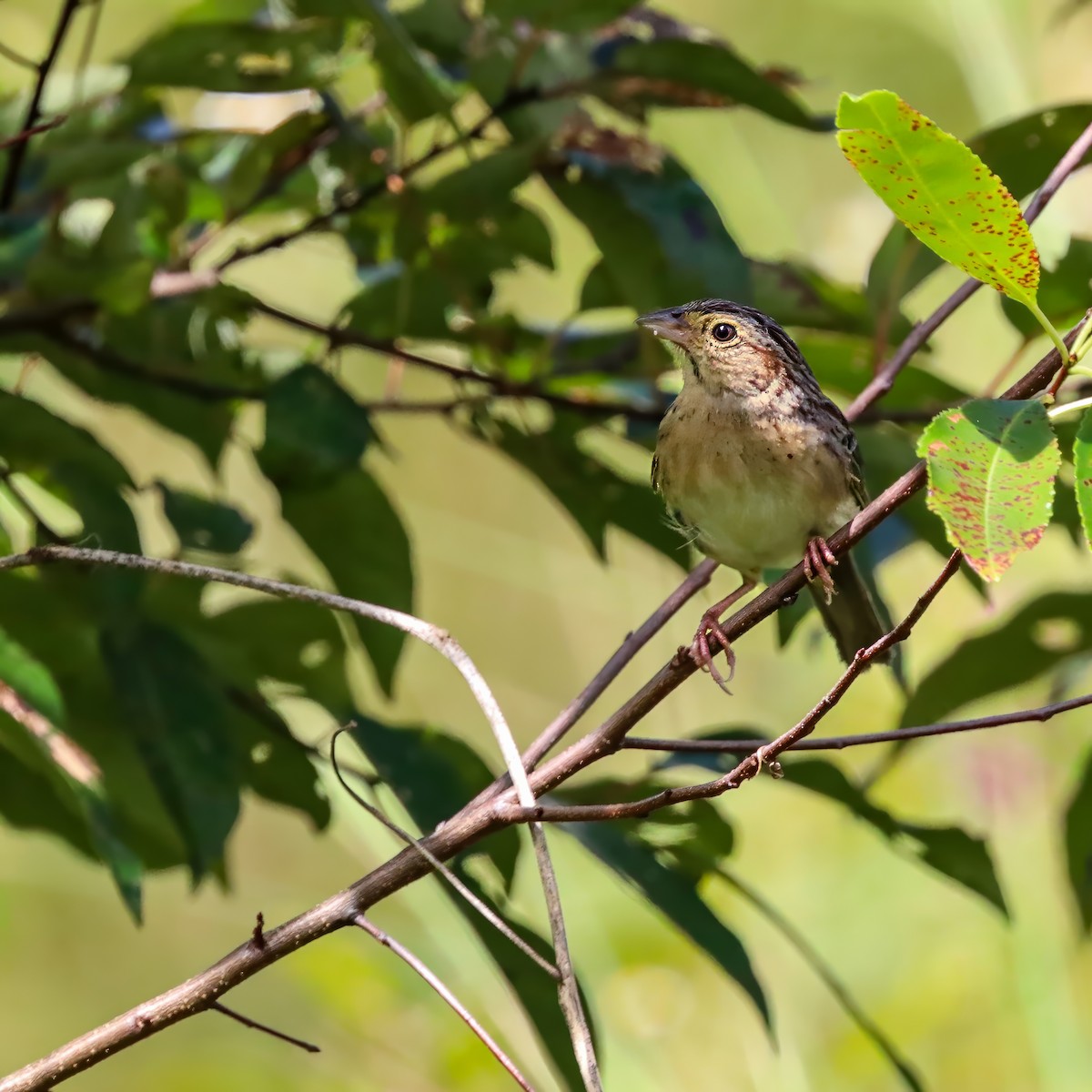 Bachman's Sparrow - ML642927917