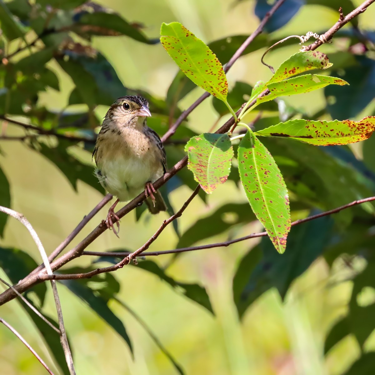 Bachman's Sparrow - ML642927918