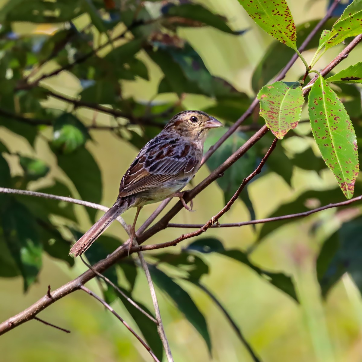 Bachman's Sparrow - ML642927919