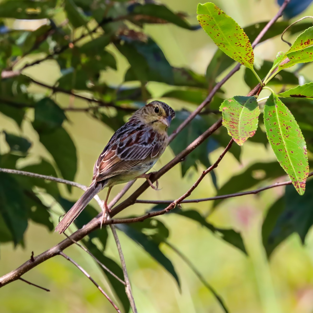 Bachman's Sparrow - ML642927921
