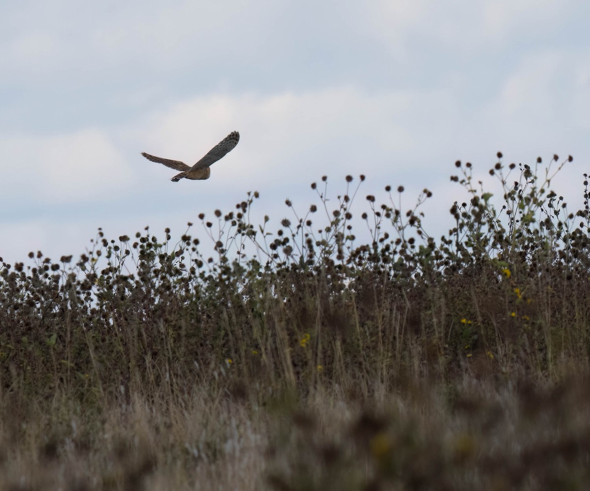 American Barn Owl - ML642927933