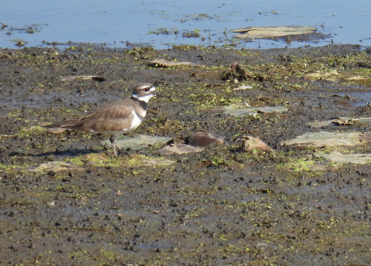 Killdeer - ML642927934