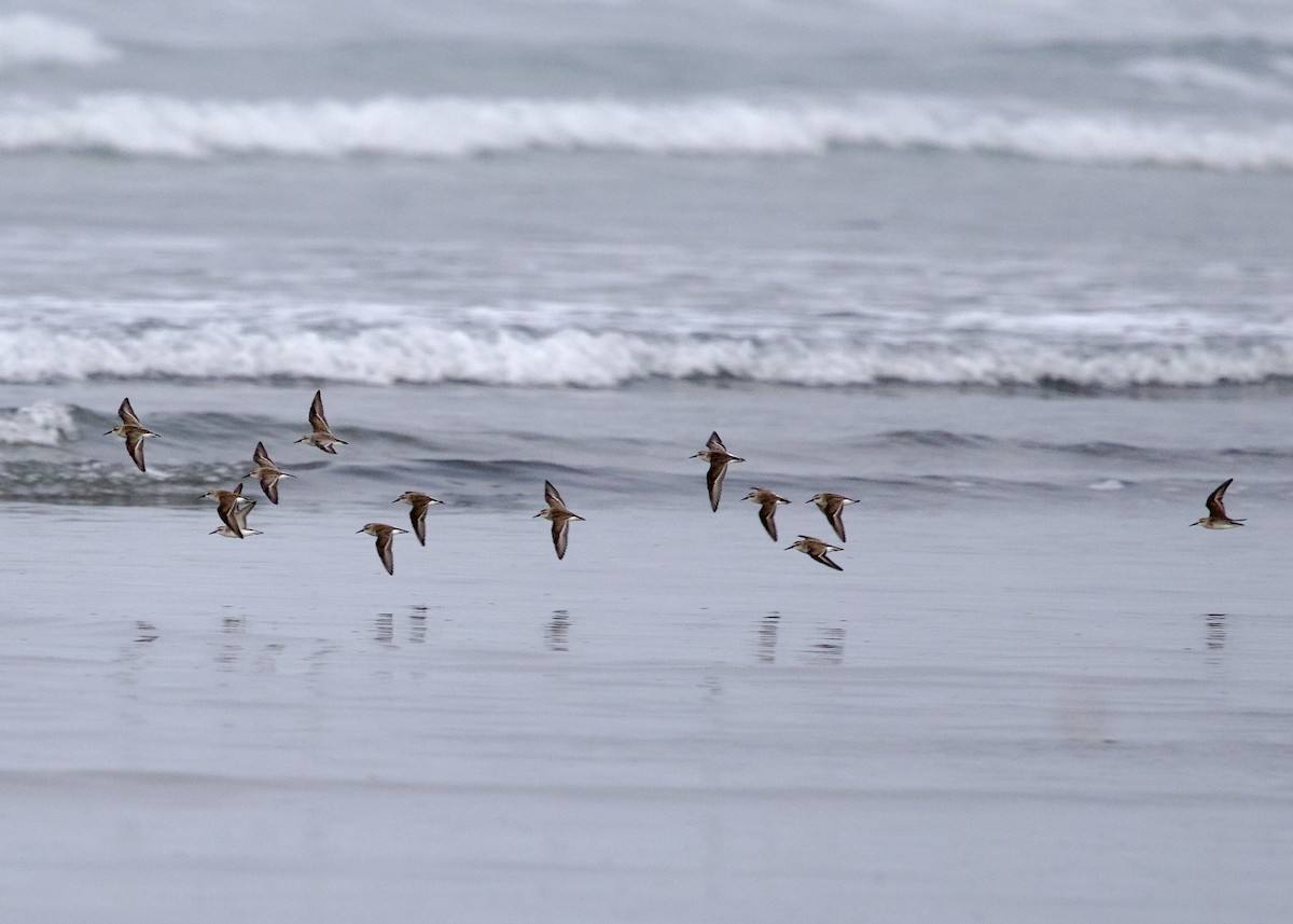 Western Sandpiper - ML642927945