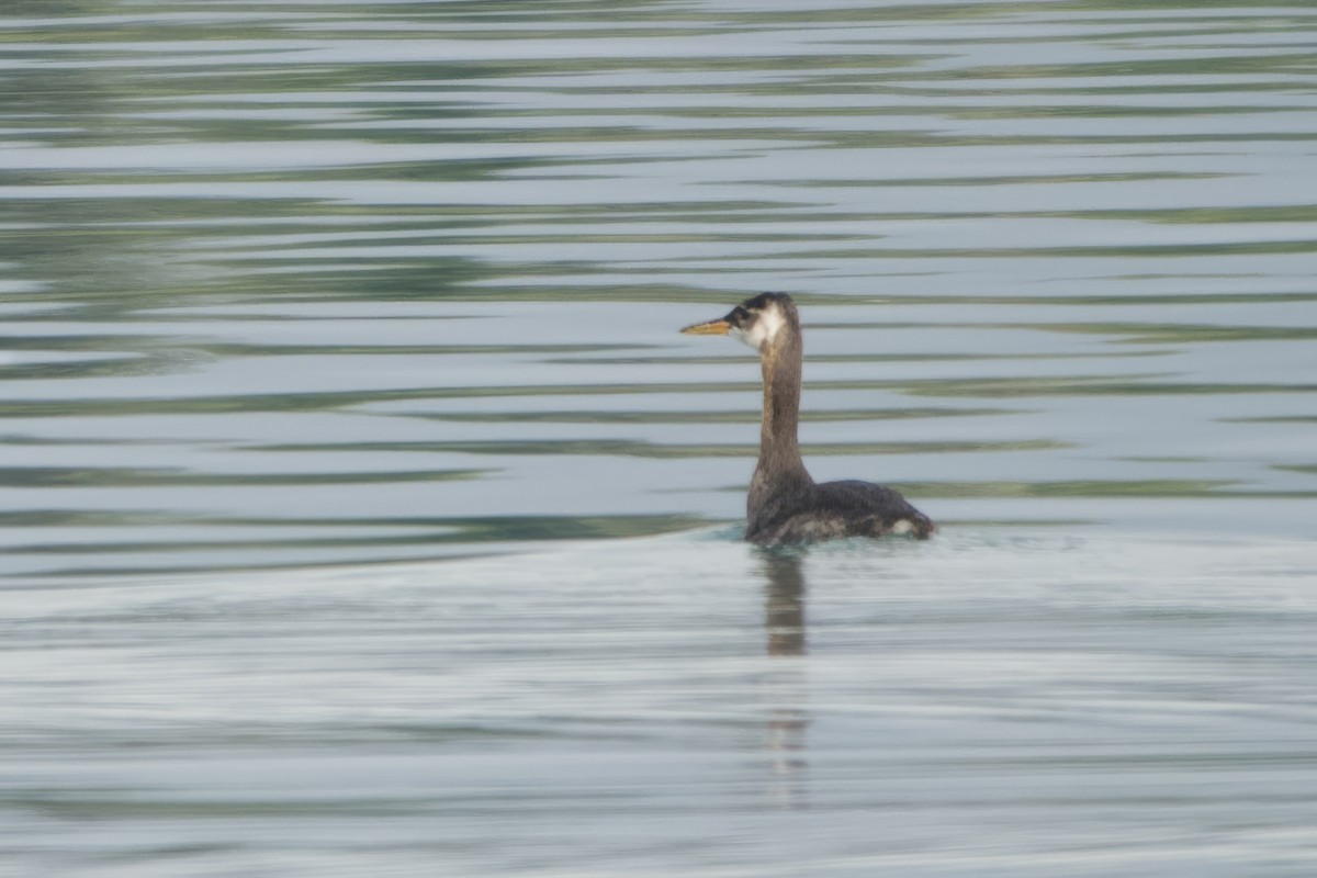 Red-necked Grebe - ML642927951