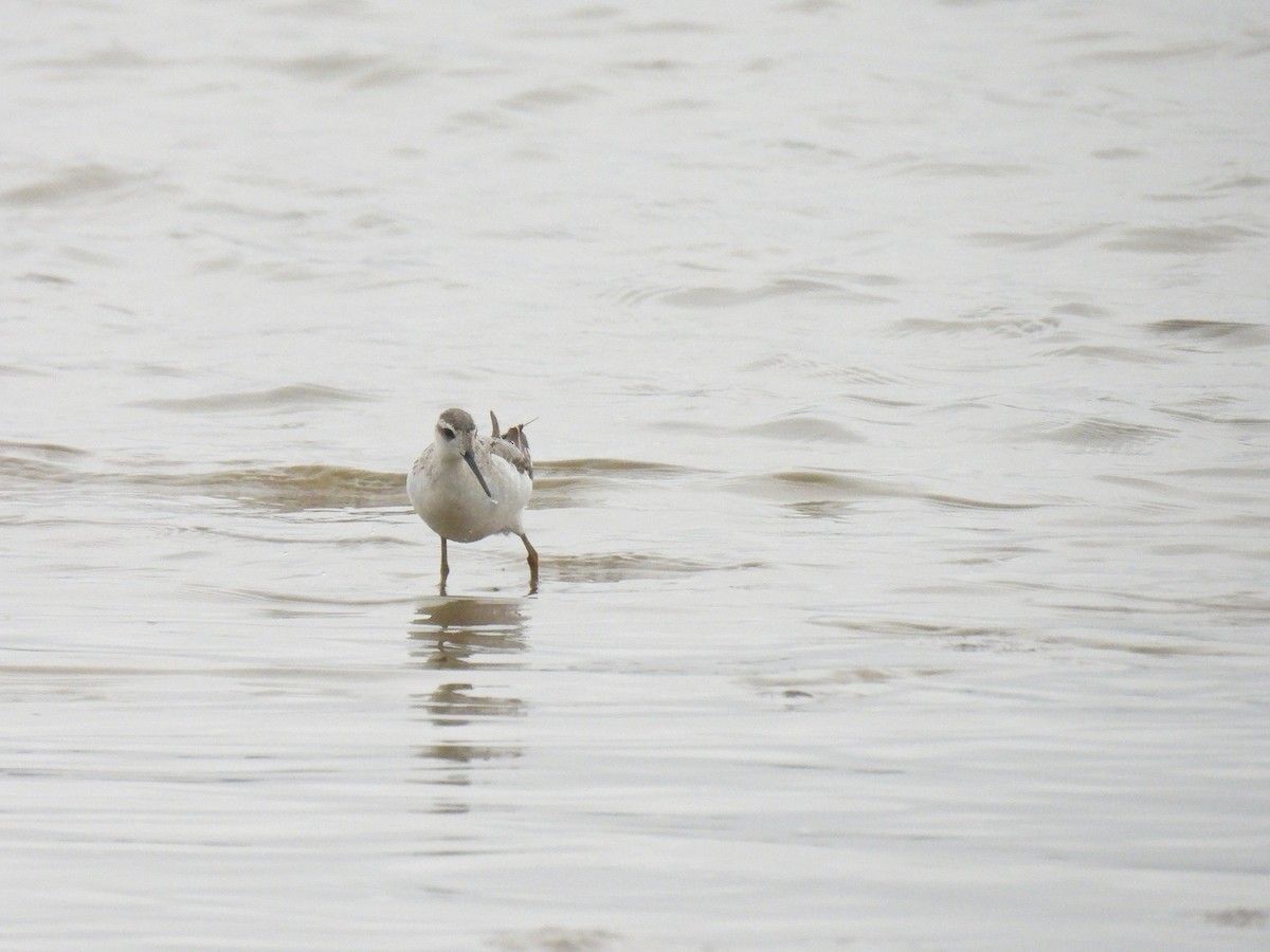 Wilson's Phalarope - ML642927977