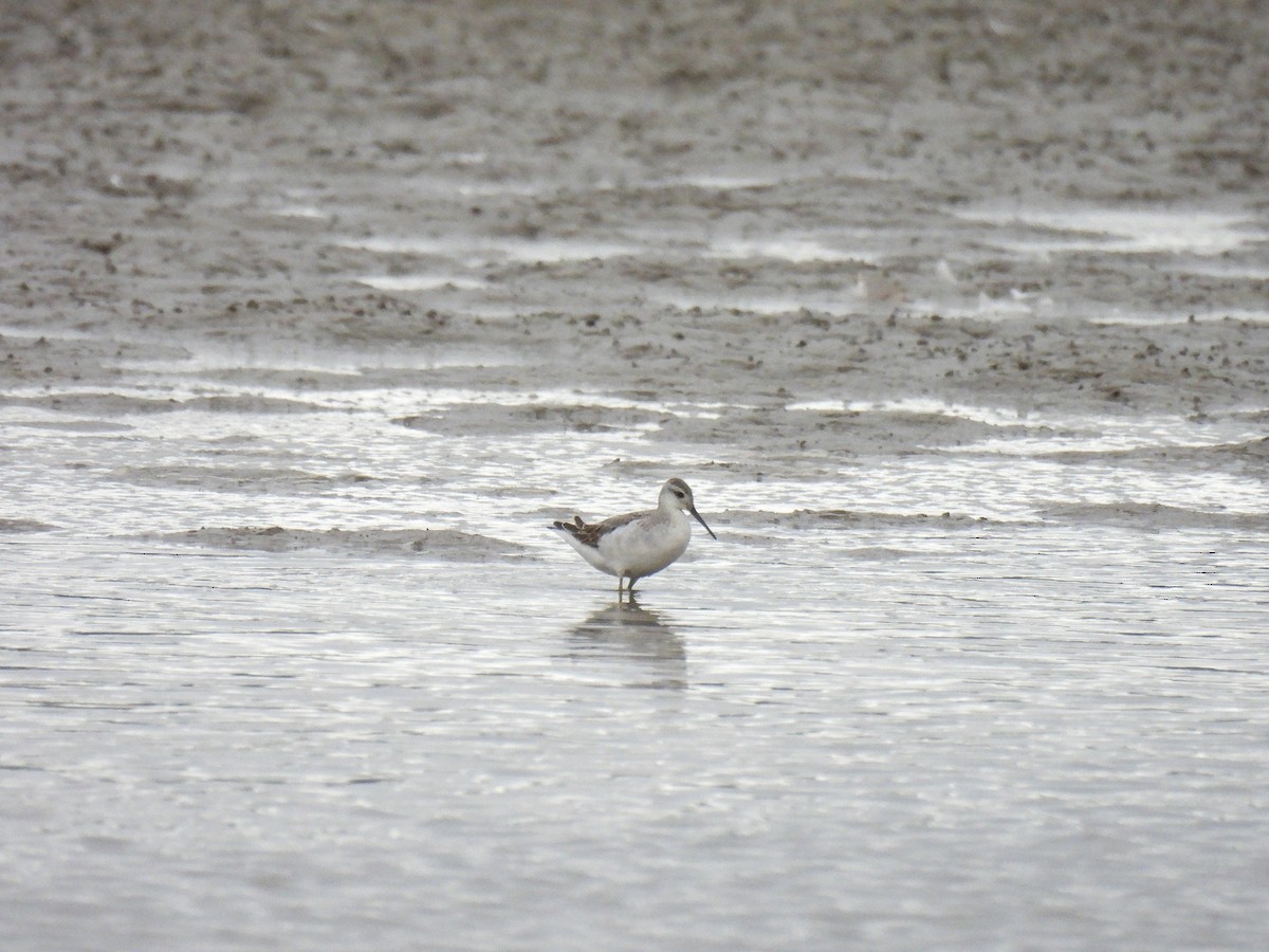 Wilson's Phalarope - ML642927978