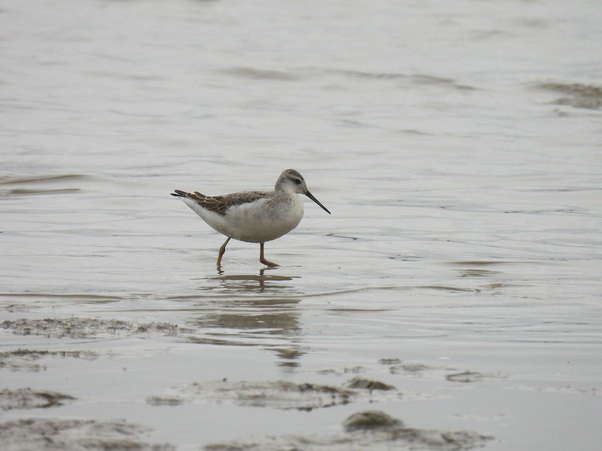 Wilson's Phalarope - ML642927979