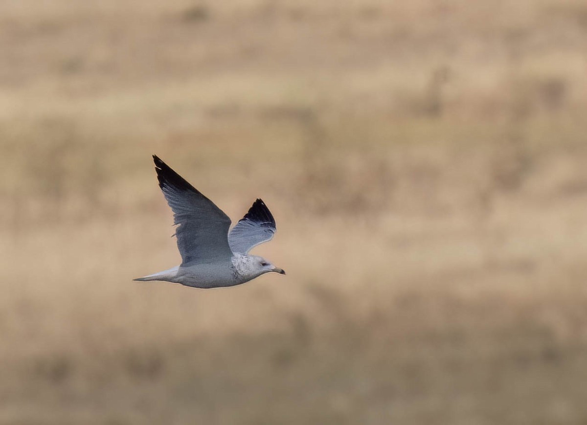 Ring-billed Gull - ML642927987