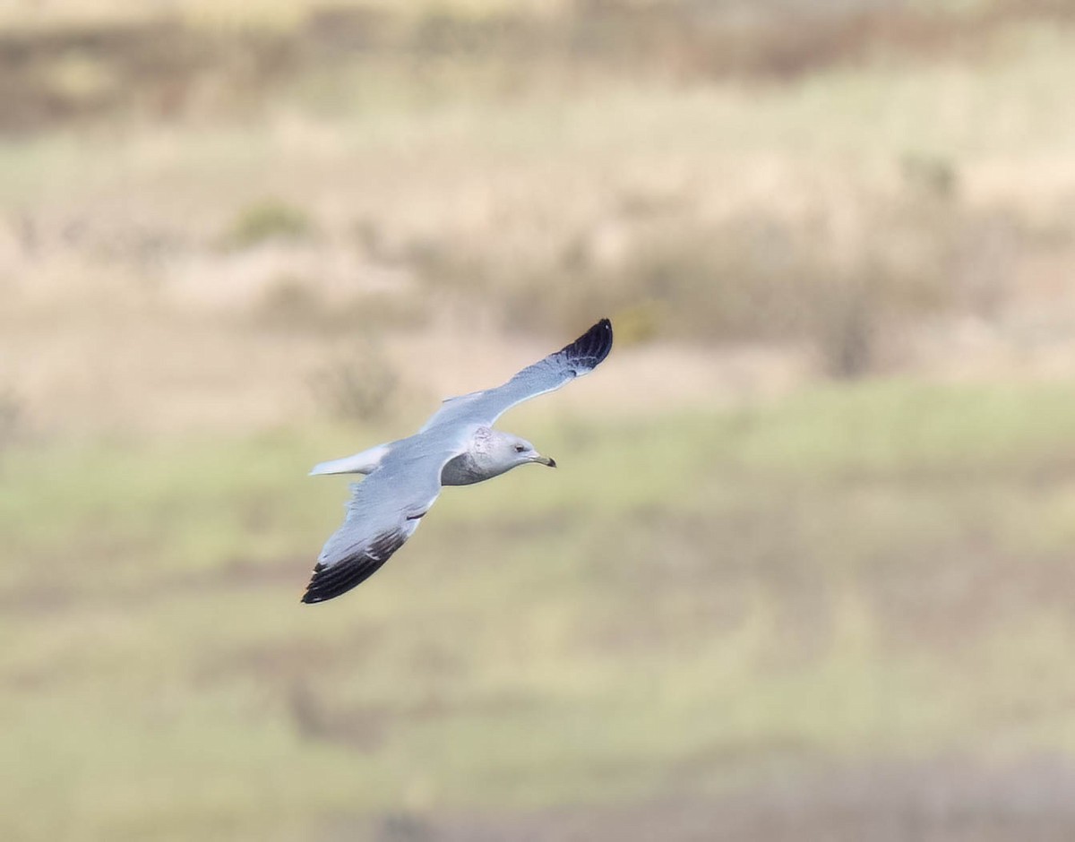 Ring-billed Gull - ML642927992