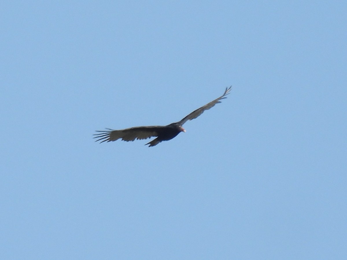 Turkey Vulture - ML642928003