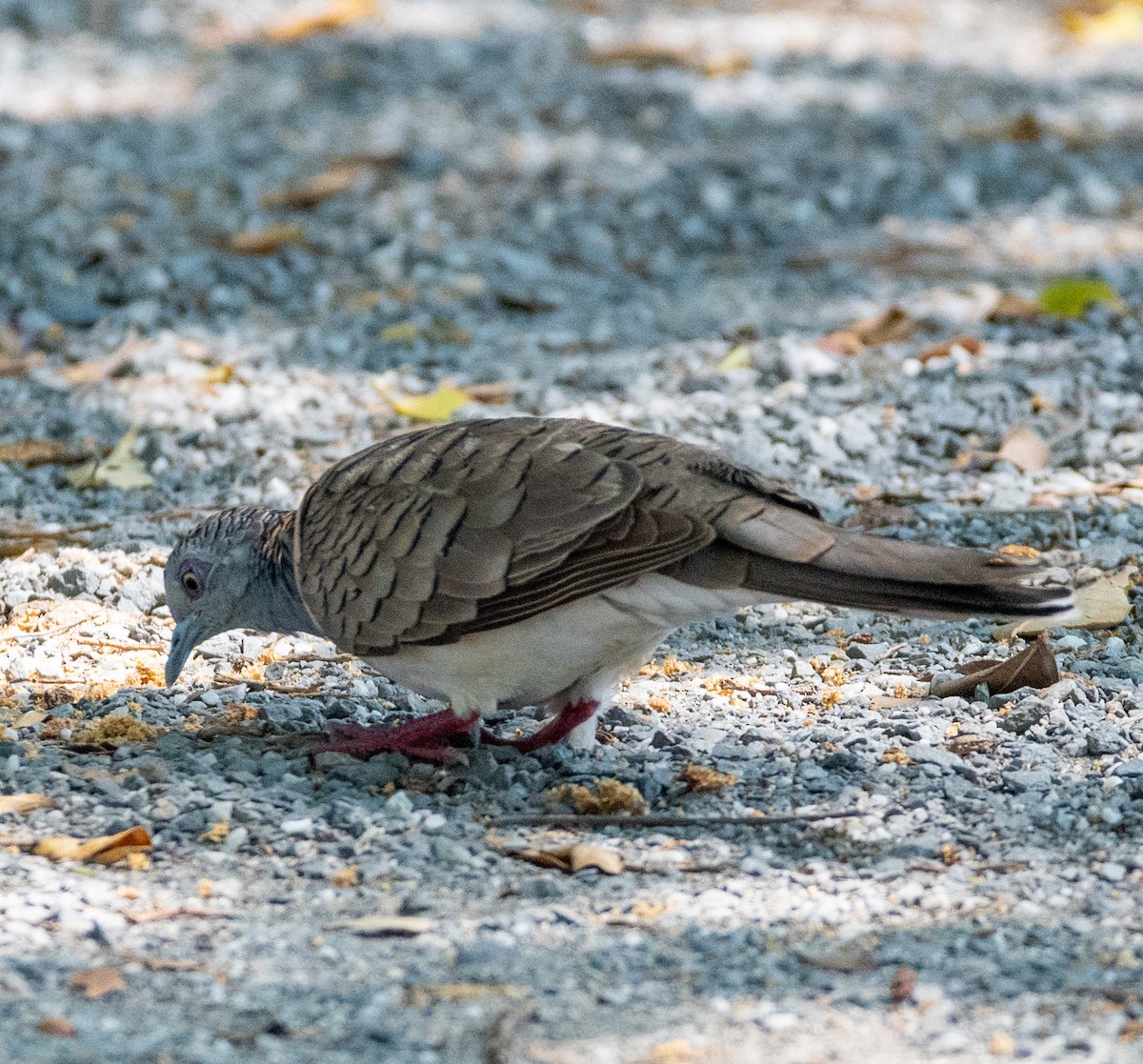Bar-shouldered Dove - ML642928008