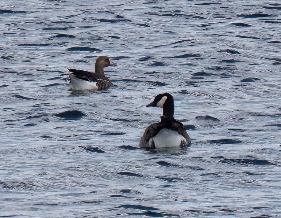Greater White-fronted Goose - ML642928021