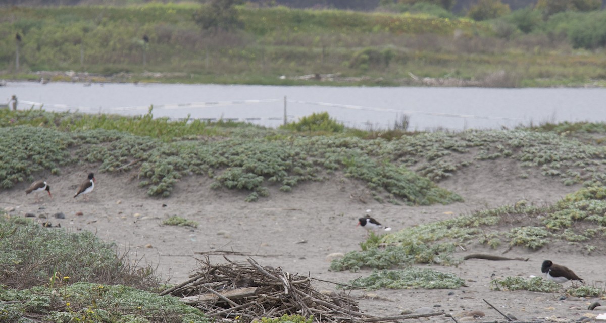 American Oystercatcher - ML642928033